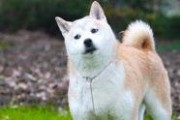 大狗最新爆料视频大全图片,视频大全图片揭秘幕后真相