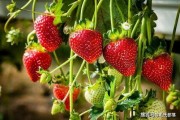 草莓种植爆料视频大全集,揭秘视频大全集精华
